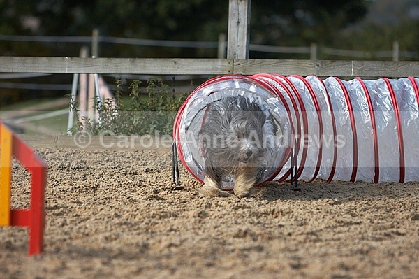 - Greenstead Green Farm Shop Animal Open Day