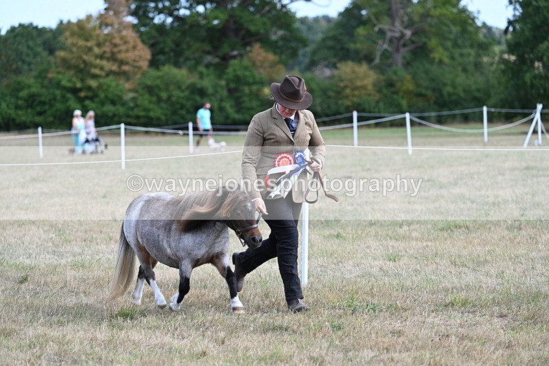 WJ7_8279 - In-hand Championship