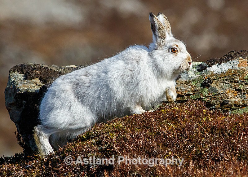 Astland Photography, Bird and Wildlife Images, Susan and Peter Wilson, U.K.