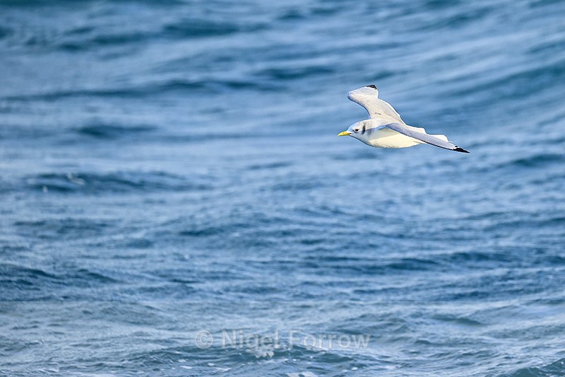 Kittiwake flying alongside boat, Snæfellsnes peninsula, Iceland - Kittiwake