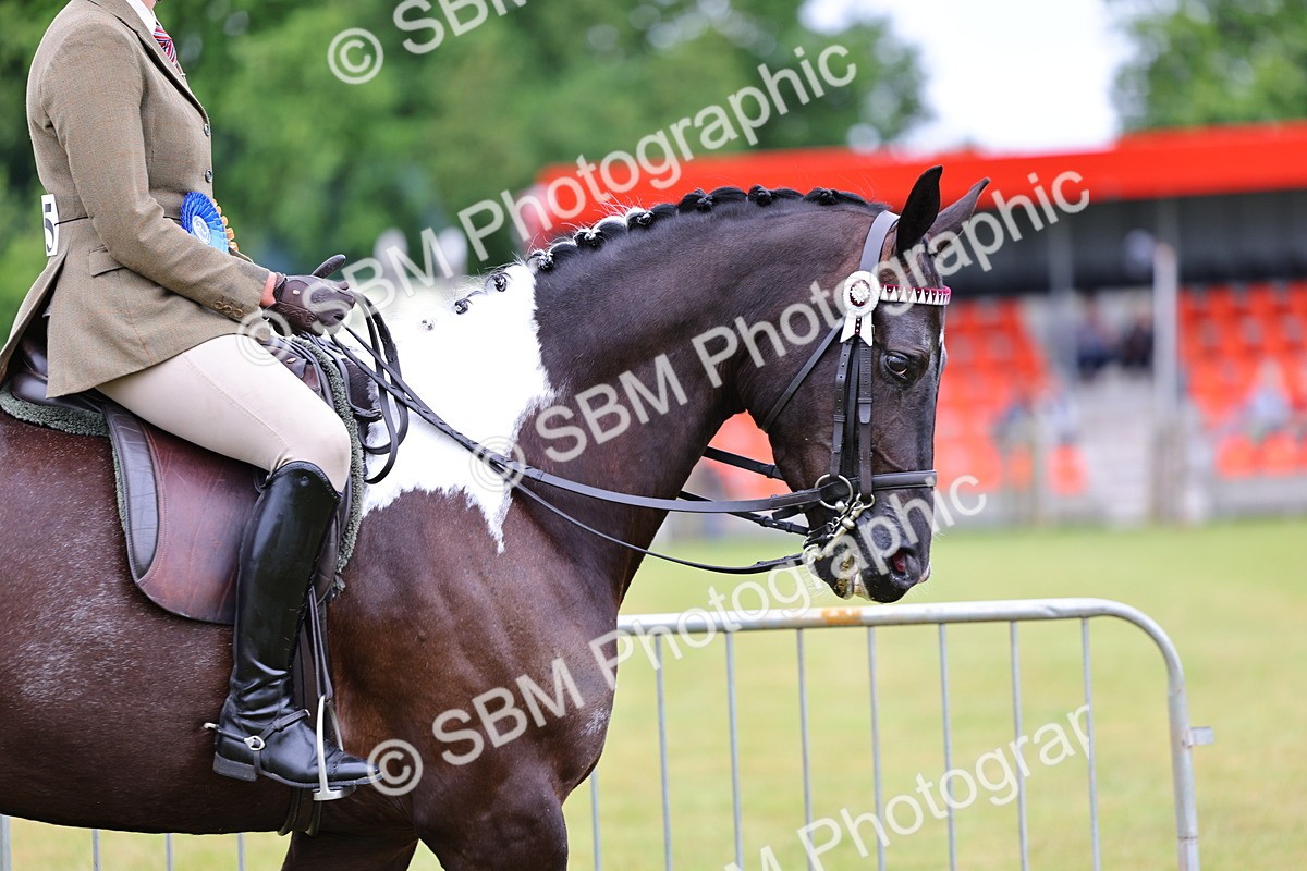 SBM_02583 - Class 9-11 Side Saddle including LIHS Rising Star Ladies Show Horse