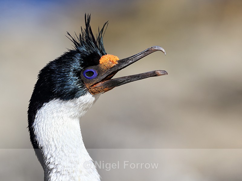 Imperial Shag head close view, Carcass Island, Falklands - Imperial Shag