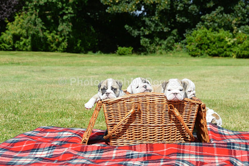  - Bulldogs