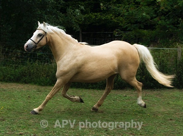  - Horses'n'Ponies