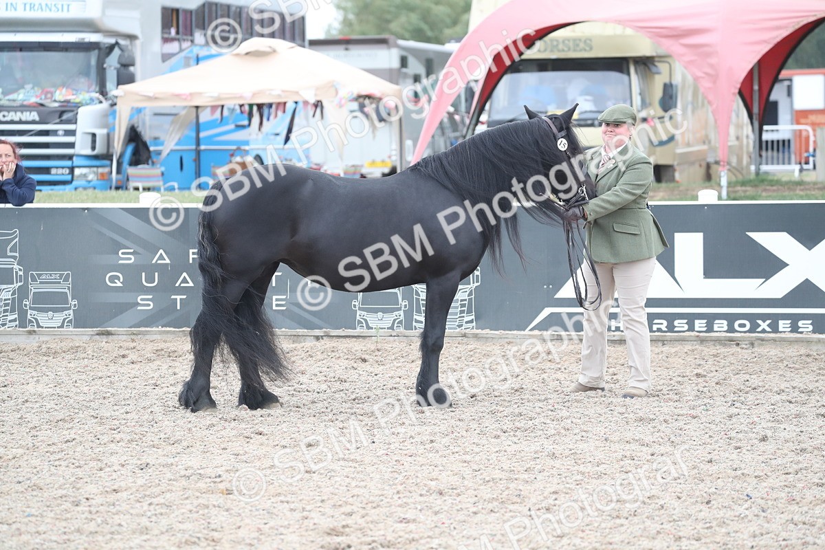 SBM_17924 - Class 317 IH Pure bred Horse/Pony