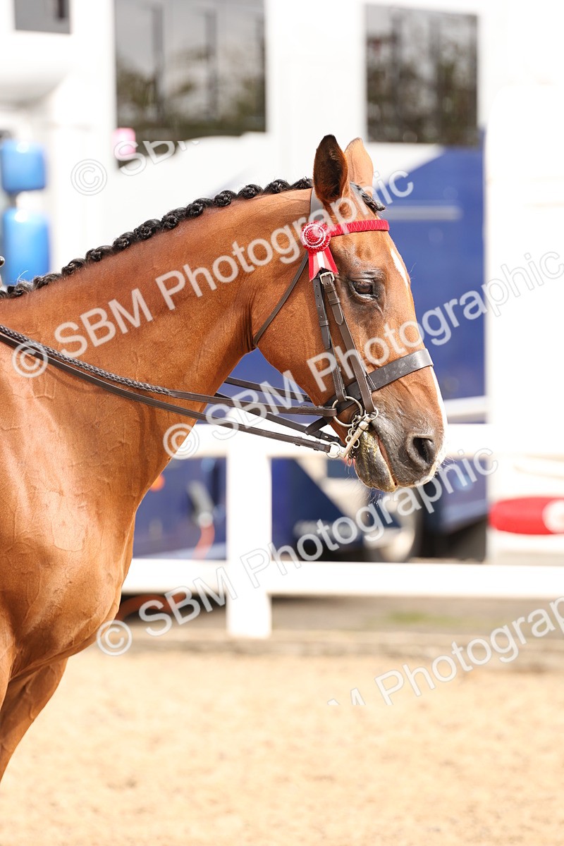SBM_02851 - Class 53 - Ridden Competition Horse/Pony