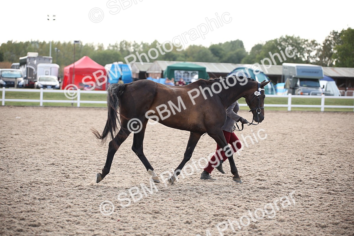 SBM_07110 - Class 25 IH Foreign Breeds- Pure bred