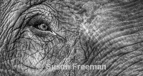 Elephants eye