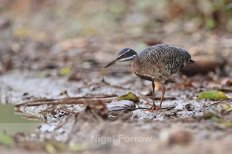 Sunbittern low angle, Porto Jofre, Mato Grosso, Brazil - Sunbittern