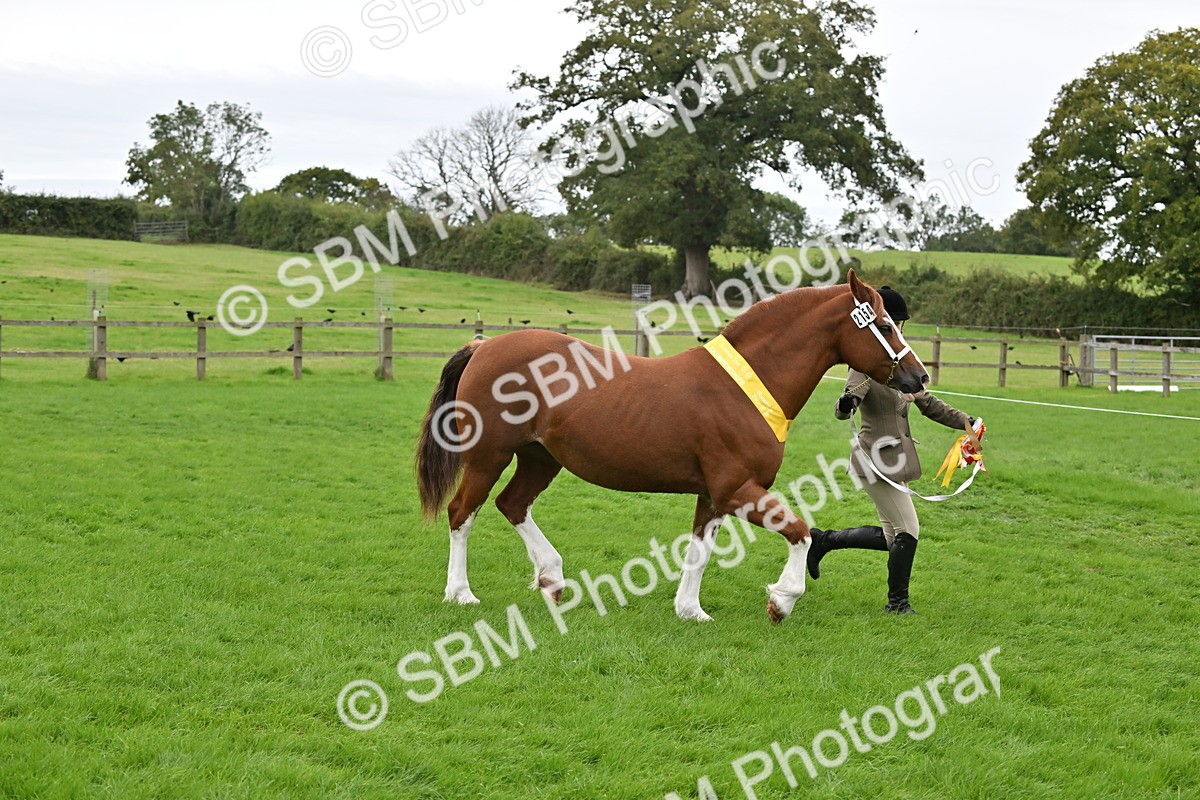 SBM_65070 - In Hand Pony & Younstock Supreme Championship