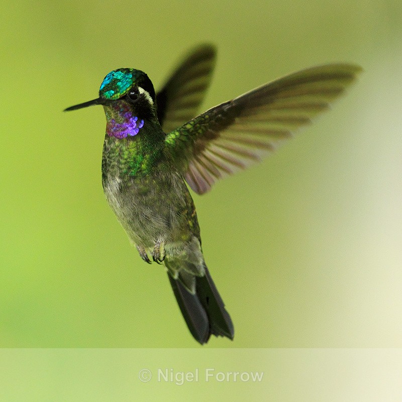 Purple-throated Mountain-gem hovering at Curi-Cancha - Purple-throated Mountain-gem