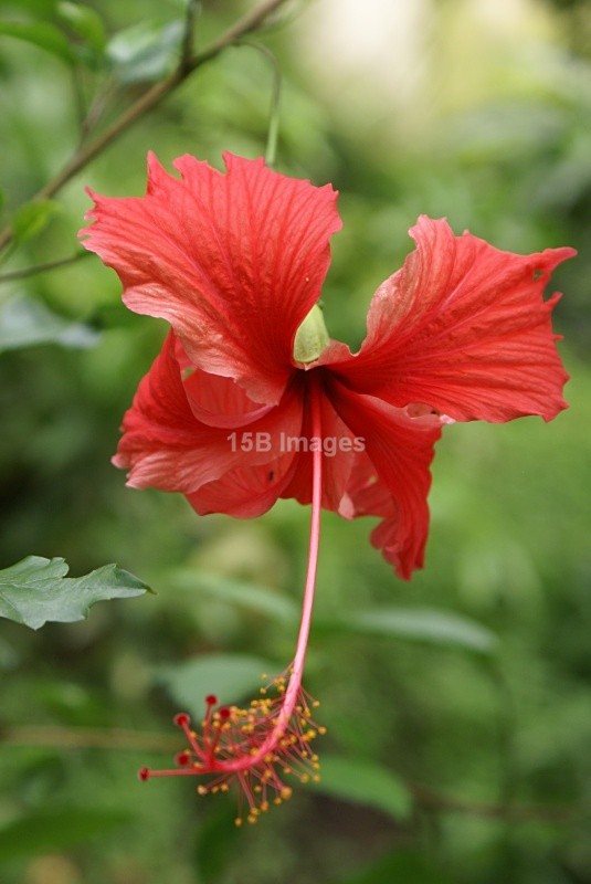 F1022 - Flowers