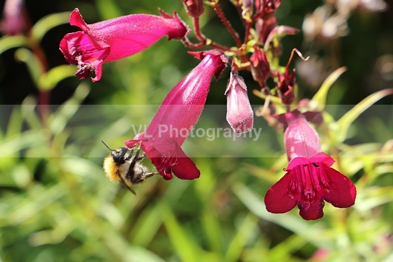 A Bee - Animals and Birds