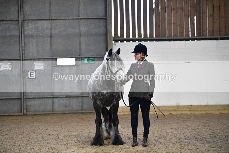 WJ5_4429 - Class 6 In hand M&M - Large Breeds