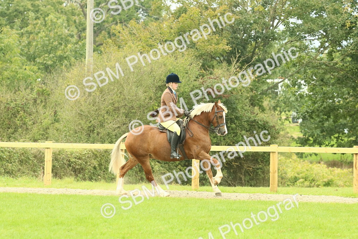 SBM_71887 - S60 - Mountain & Moorland Ridden Large Breeds