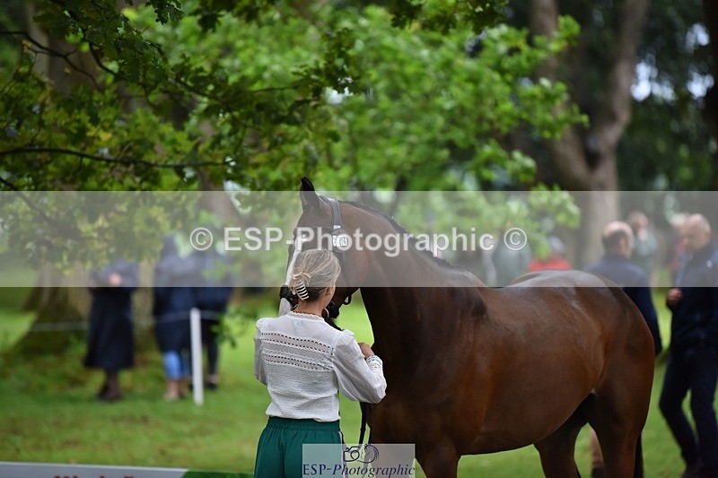 240522-163632-01042 - 214-DSH_GOLDEN_EYE-Lucinda_Mesquita