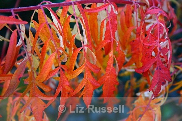 Red leaves 1 - Flora