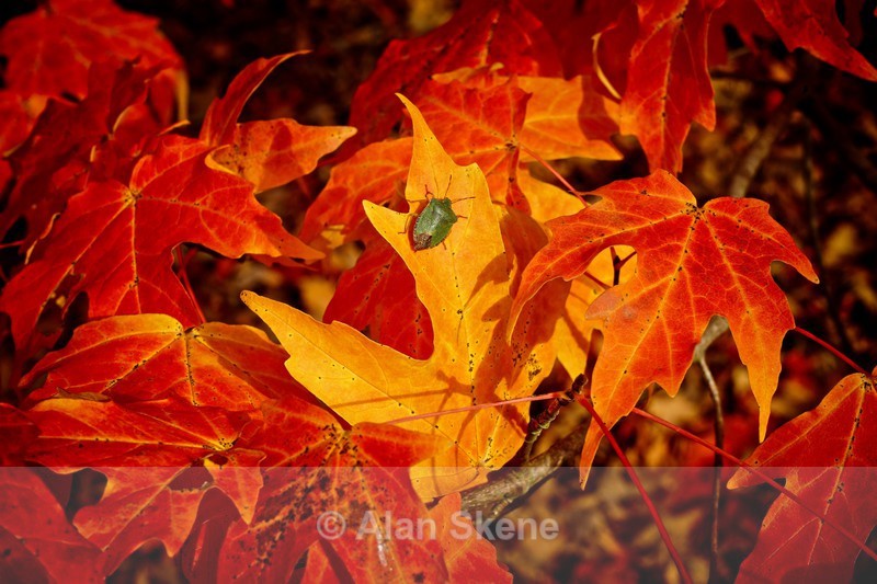DSC01891 - Autumn