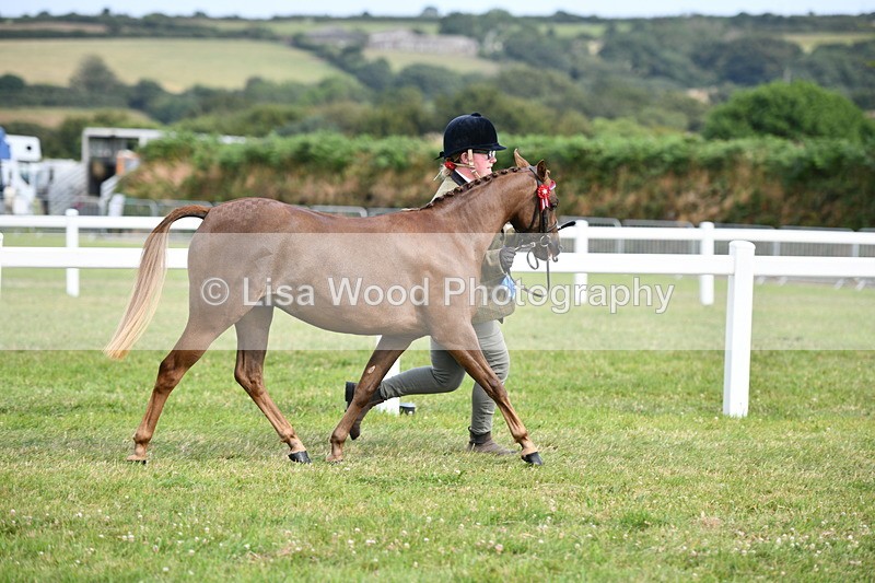 DSC_9080 - SP/SHP Pony Breeding Championship