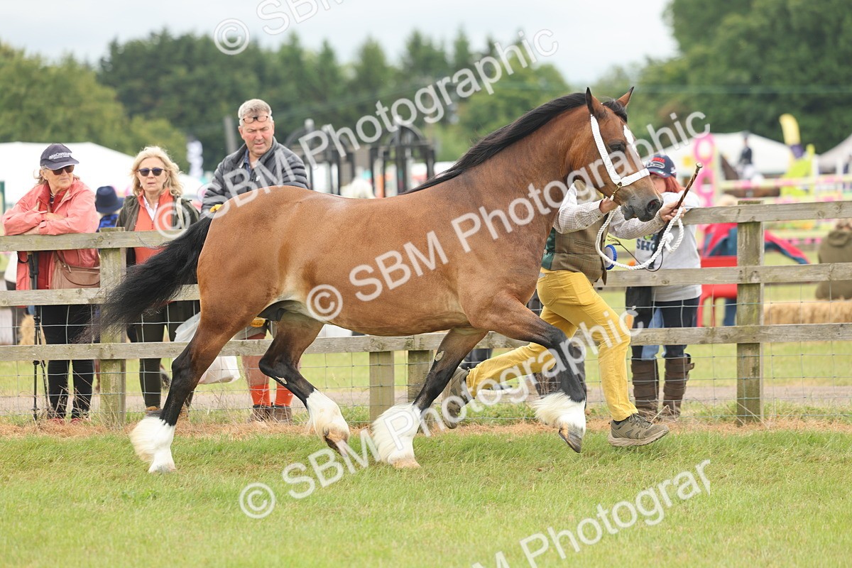 SBM_04971 - Class 50-57 - M&M Welsh Pony In Hand
