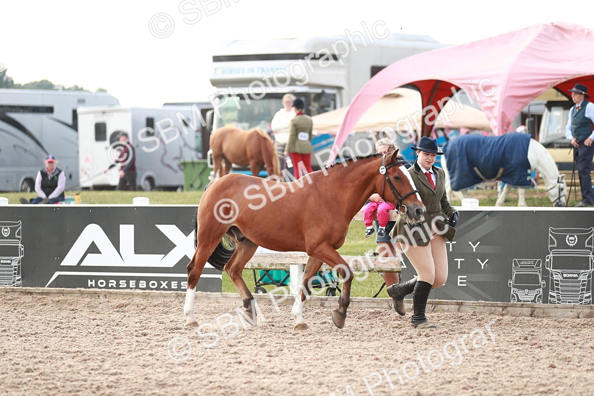 SBM_11762 - Class 206 IH Non Show Type Pony