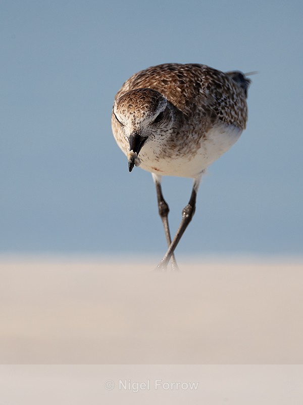 Black-bellied Plover foraging, Florida - Black-bellied Plover