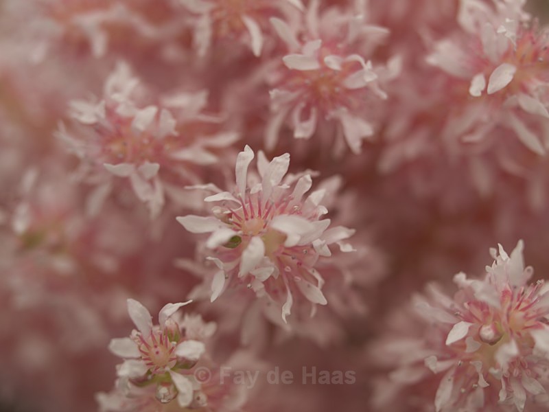  - Spring's Delights
