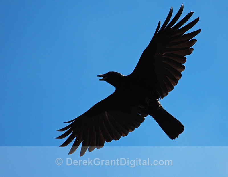 American Crow - Birds of Atlantic Canada