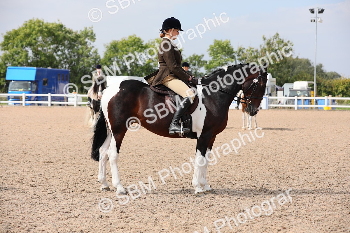 SBM_13457 - Class 308 Ridden Coloured Horse