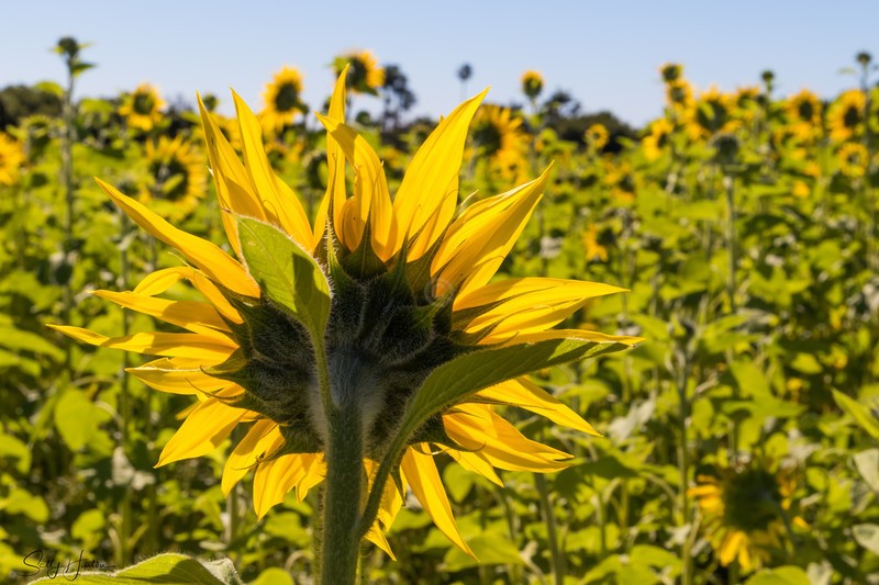 Sunflower back view 4