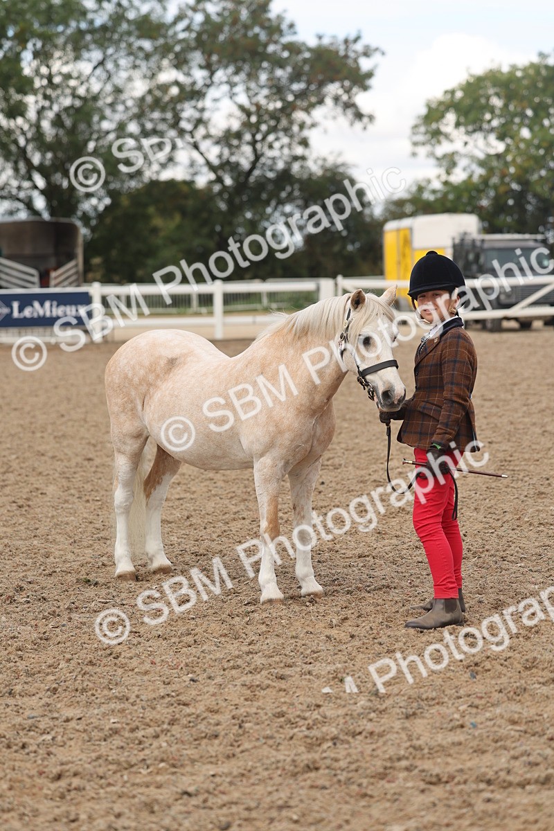 SBM_04332 - Class 17 - Prettiest Mare (IH or Ridden)