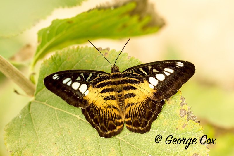 Clipper - Parthenos Silva