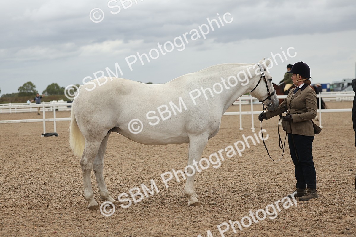 SBM_19316 - Class 317 - IH Pure Bred Horse-Pony
