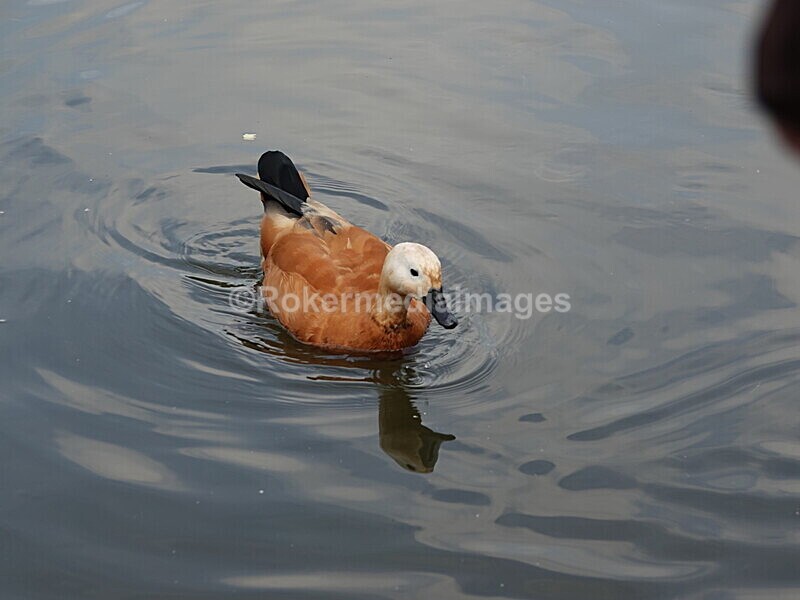 CHINA__0111 - China 2019