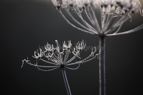 Winter Flowers FL065 - Wild Flowers,  plants & Fungus photography, Great Britain