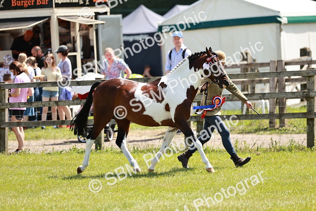 SBM_05490 - Class 41-45 - Riding Pony-Hunter Pony Breeding