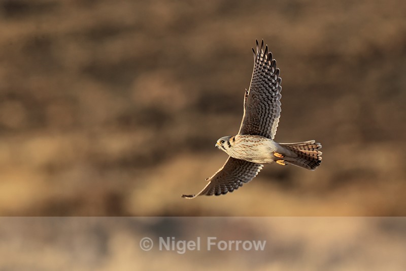 American Kestrel in flight, Torres del Paine, Chile - American Kestrel