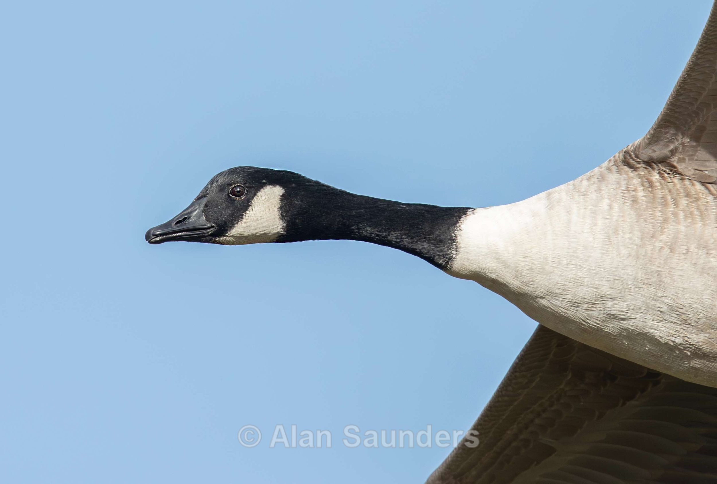 Canada goose 4