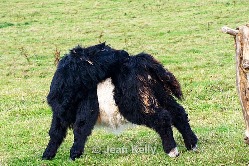 Belted Galloway Calf - DSC_2134 - Cattle