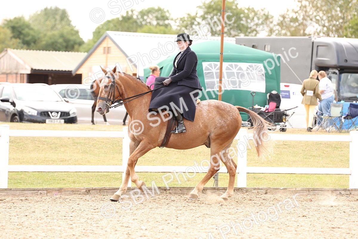 SBM_16410 - Class 211 - Best Side Saddle Horse - Pony