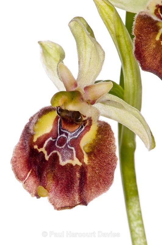  - WB: Orchids - Ophrys