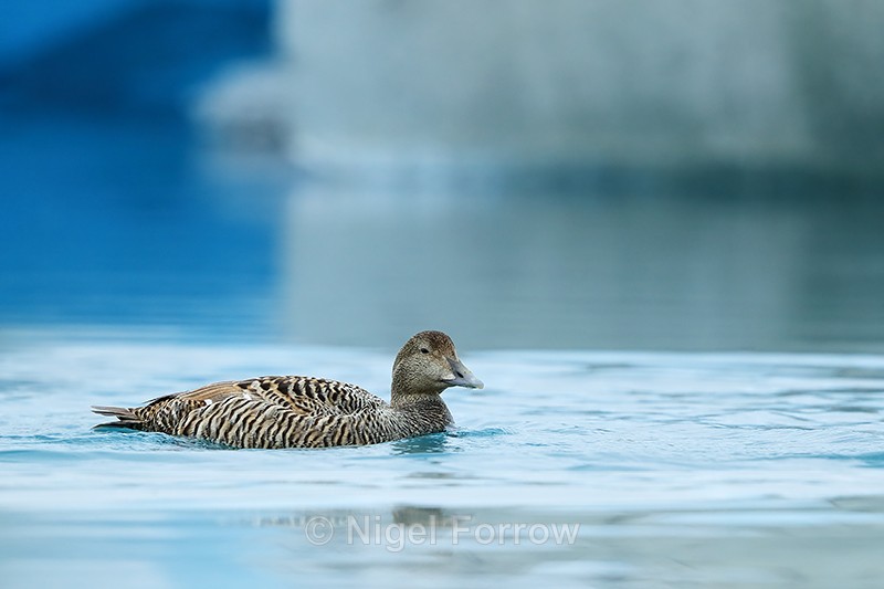 Eider (female) swimming, Jokulsarlon, Iceland - Eider