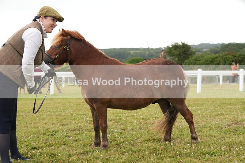 DSC04577 - Class 46: NPS Shetland Youngstock