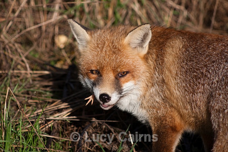  - British Wildlife Centre, East Grinstead