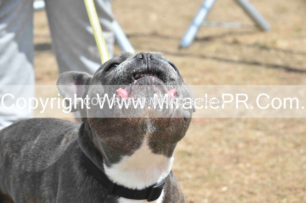 SH4_0059 - Dog show.