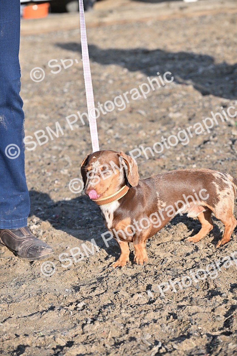 SBM_09399 - Lorry Dogs