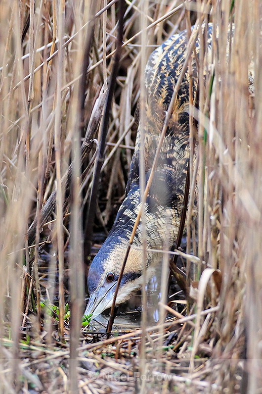 Bittern searching for fish at Hatch Pond, Poole - Bittern