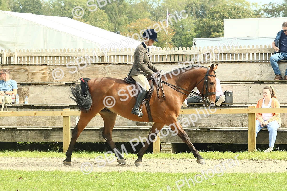 SBM_66710 - S34 - Rehabilitated Rescue Horse & Pony In Hand & Ridden