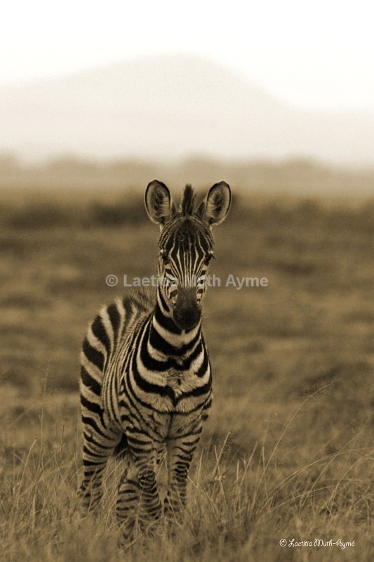 _M7B0018 Amboseli - Zebras