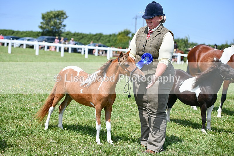 DSC_7427 - Class 62: Coloured Pony Youngstock
